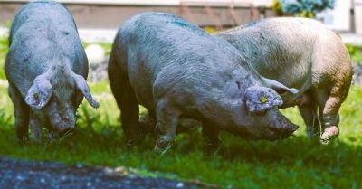 Zaniedbał 80 świń i wychudzone psy usłyszał zarzuty
